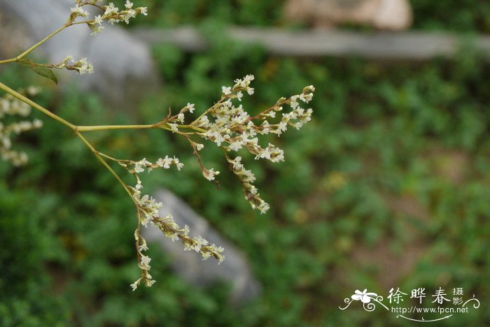 高山蓼Polygonum alpinum