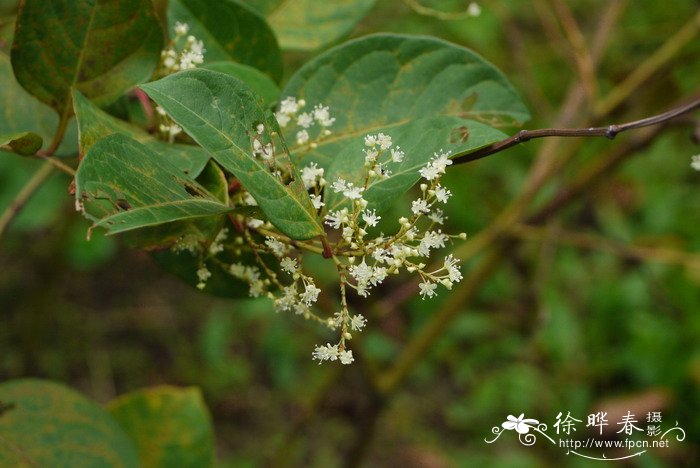 高山蓼Polygonum alpinum