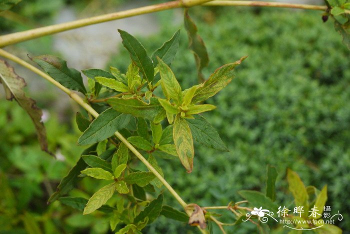 高山蓼Polygonum alpinum 高山蓼Polygonum alpinum