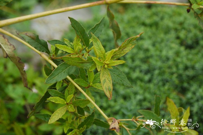 高山蓼Polygonum alpinum