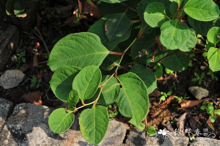 虎杖Polygonum cuspidatum 虎杖Polygonum cuspidatum