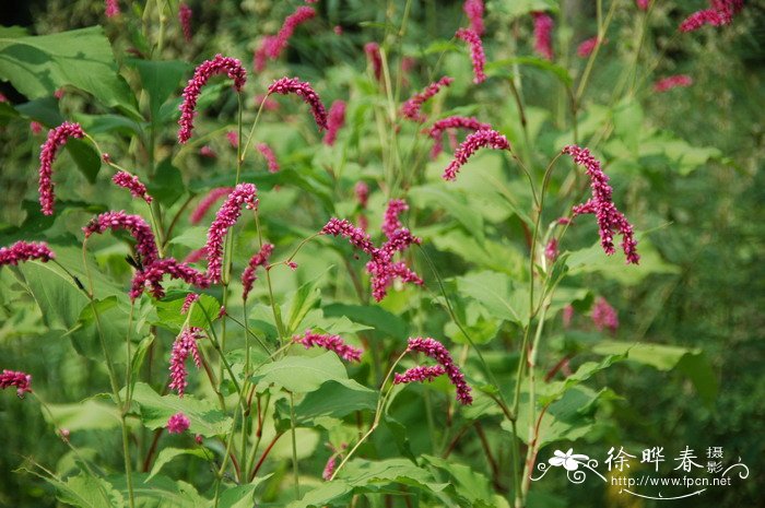 红蓼Polygonum orientale 红蓼Polygonum orientale