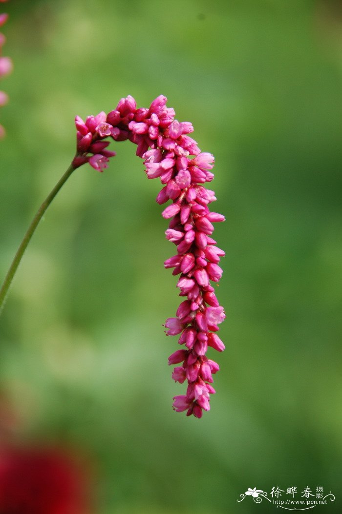红蓼Polygonum orientale 红蓼Polygonum orientale