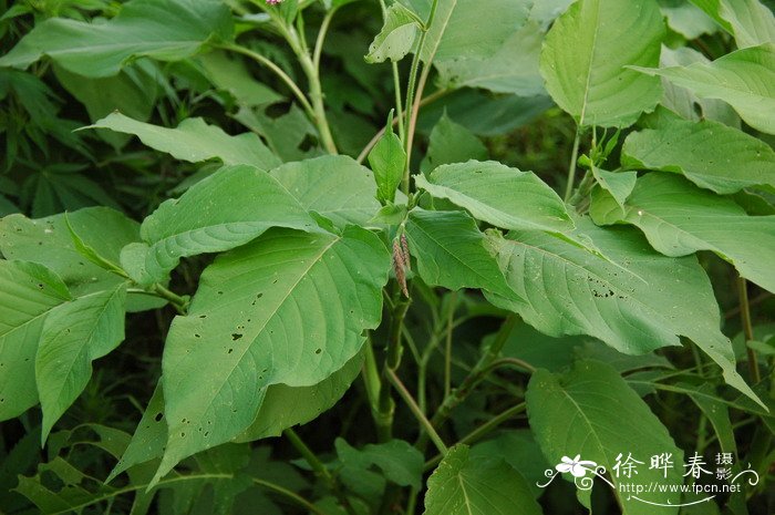 红蓼Polygonum orientale 红蓼Polygonum orientale