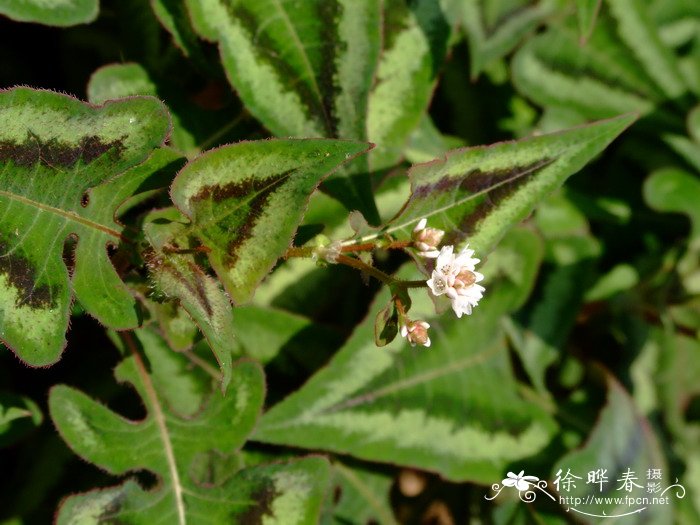 赤胫散Polygonum runcinatum var. sinense