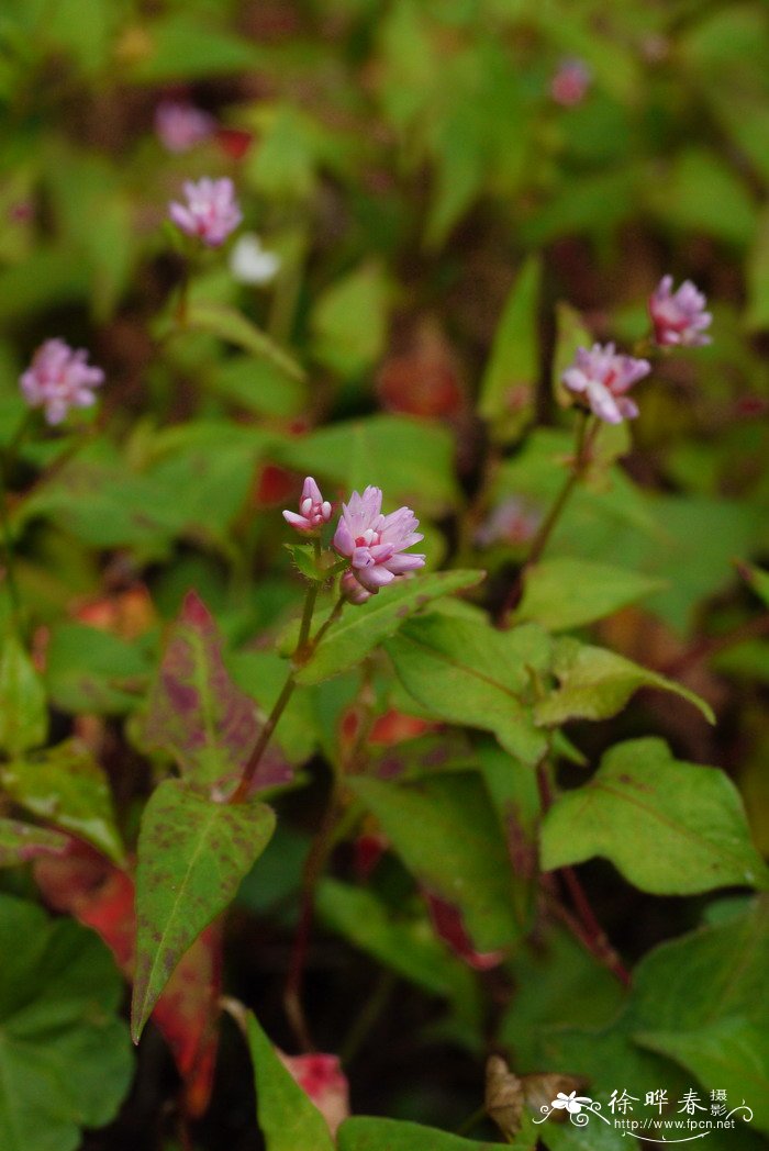 戟叶蓼Polygonum thunbergii 戟叶蓼Polygonum thunbergii