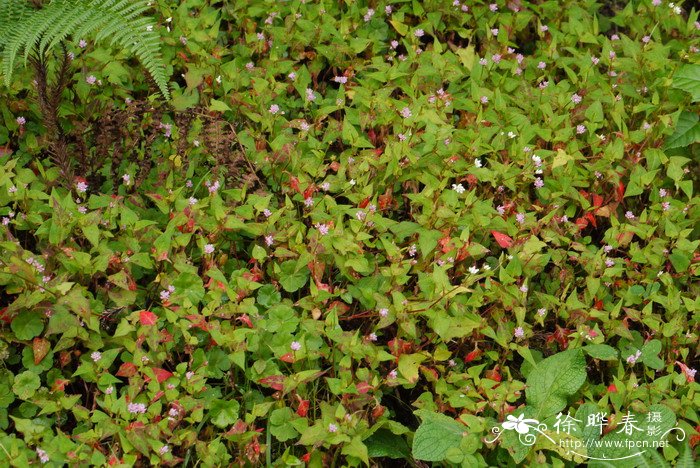 戟叶蓼Polygonum thunbergii 戟叶蓼Polygonum thunbergii