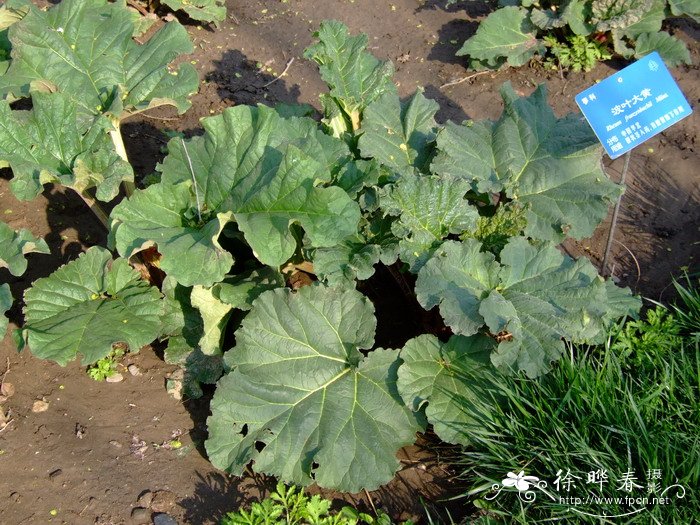 波叶大黄Rheum rhabarbarum