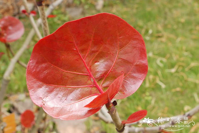 树蓼Coccoloba uvifera 树蓼Coccoloba uvifera