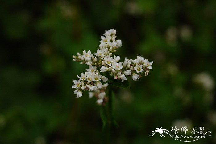 荞麦Fagopyrum esculentum 荞麦Fagopyrum esculentum