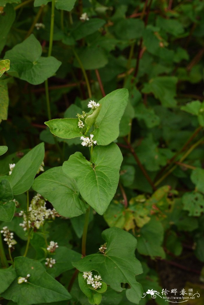 荞麦Fagopyrum esculentum 荞麦Fagopyrum esculentum