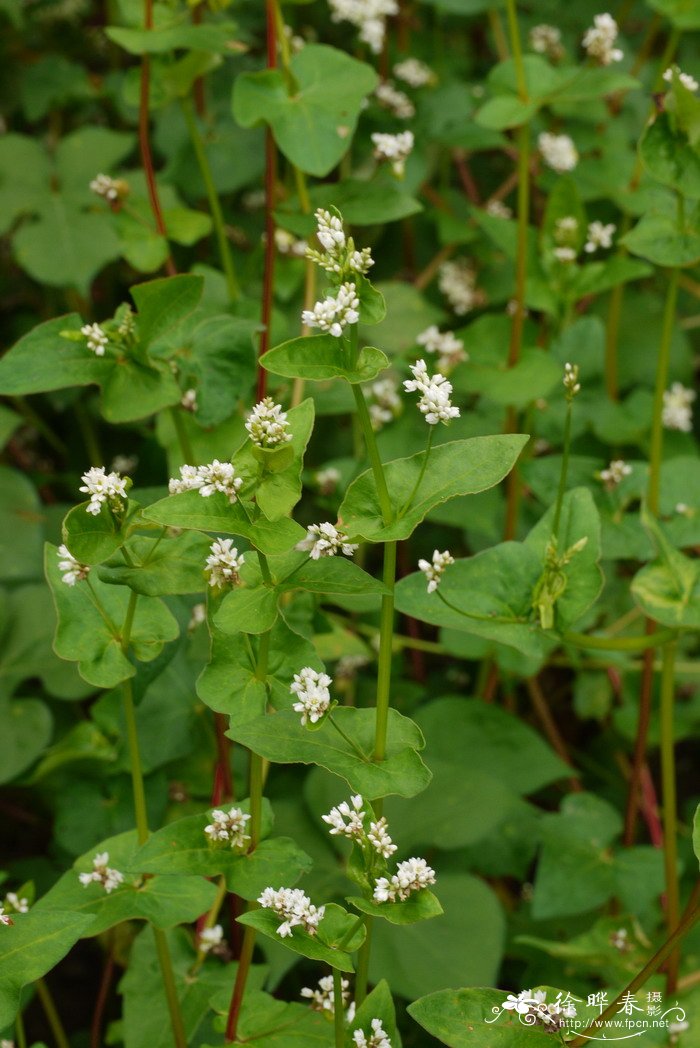 荞麦Fagopyrum esculentum 荞麦Fagopyrum esculentum