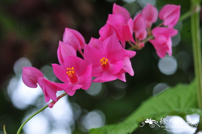 珊瑚藤Antigonon leptopus 珊瑚藤Antigonon leptopus