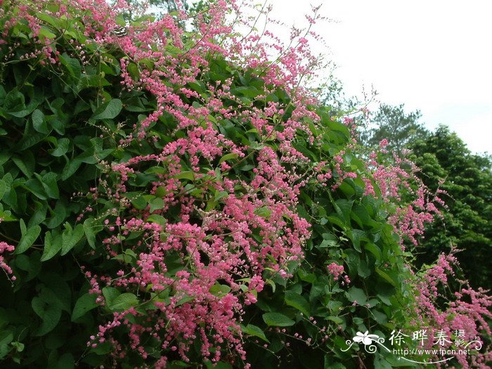 珊瑚藤Antigonon leptopus 珊瑚藤Antigonon leptopus