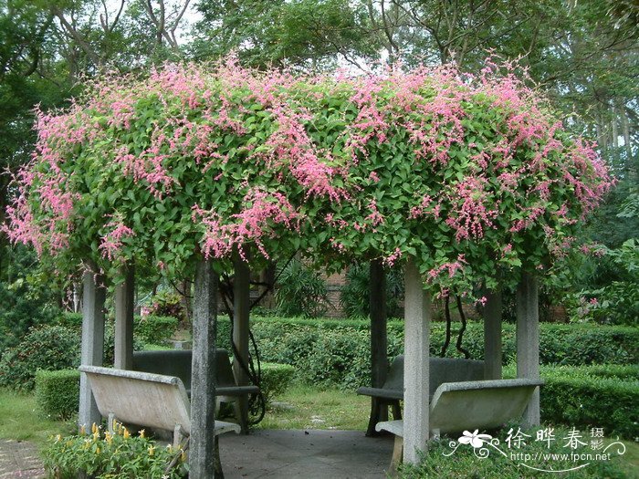 珊瑚藤Antigonon leptopus 珊瑚藤Antigonon leptopus