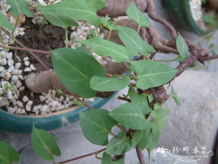 何首乌Fallopia multiflora