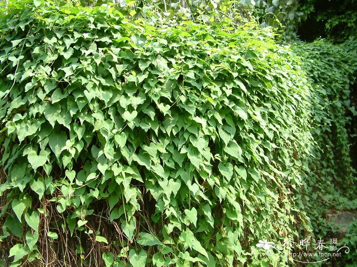 何首乌Fallopia multiflora 何首乌Fallopia multiflora