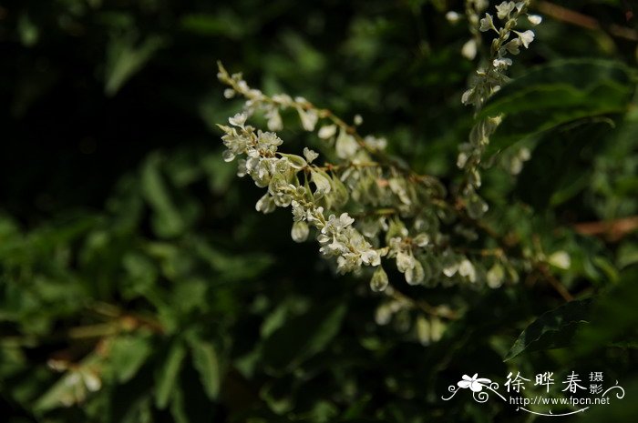 木藤蓼Polygonum baldschuanicum 木藤蓼Polygonum baldschuanicum