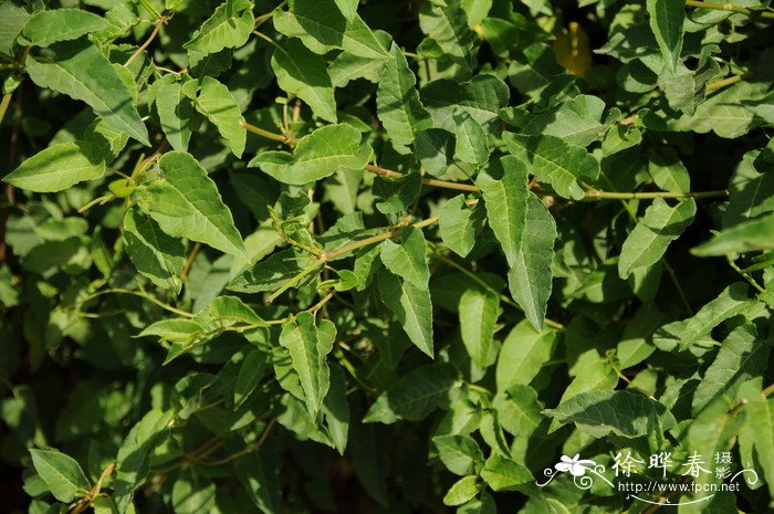 木藤蓼Polygonum baldschuanicum 木藤蓼Polygonum baldschuanicum