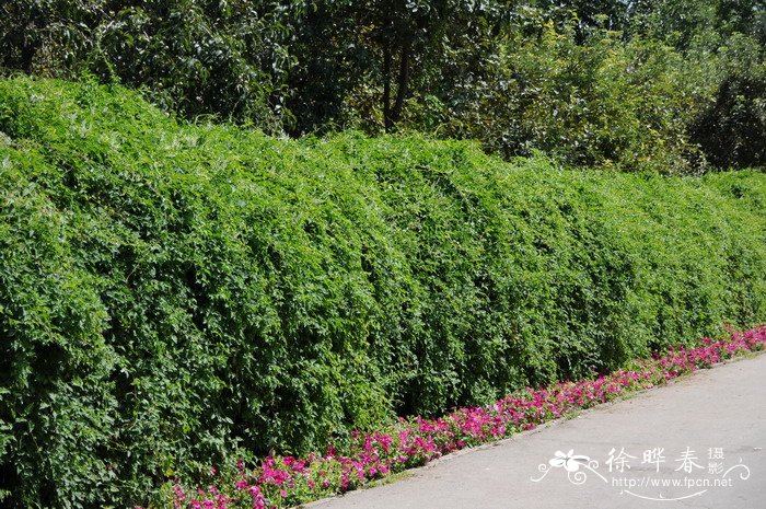 木藤蓼Polygonum baldschuanicum 木藤蓼Polygonum baldschuanicum