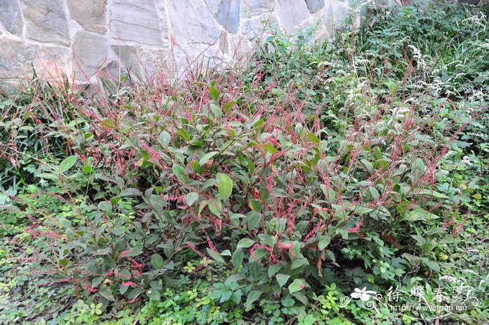 金线草Antenoron filiforme 金线草Antenoron filiforme