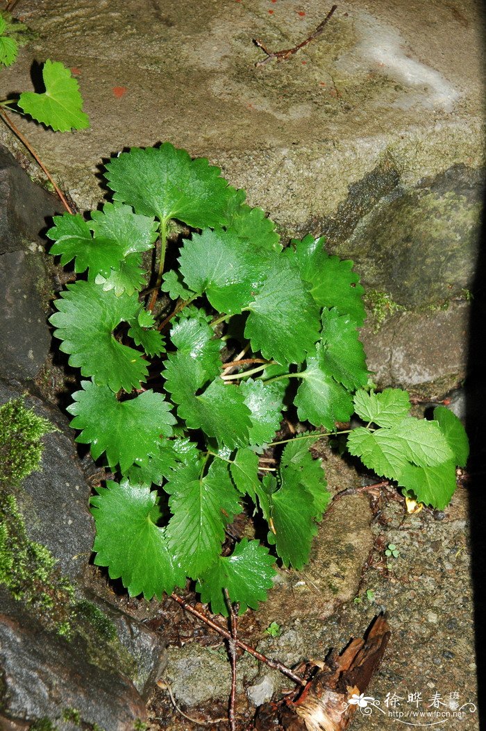 肾叶高山蓼Oxyria digyna 肾叶高山蓼Oxyria digyna