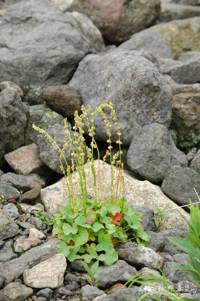 肾叶高山蓼Oxyria digyna 肾叶高山蓼Oxyria digyna