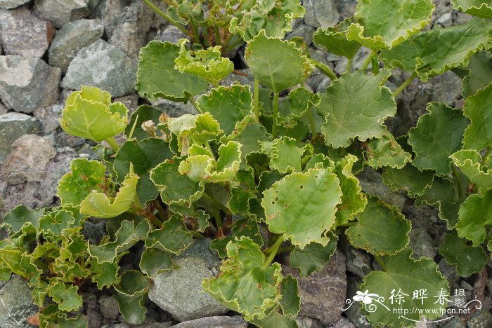 中华山蓼Oxyria sinensis 中华山蓼Oxyria sinensis