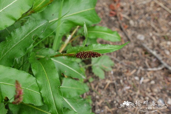 狐尾蓼Polygonum alopecuroides