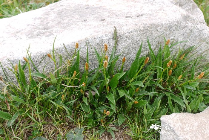 狐尾蓼Polygonum alopecuroides 狐尾蓼Polygonum alopecuroides