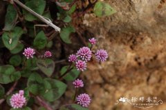 头花蓼Polygonum capitatum
