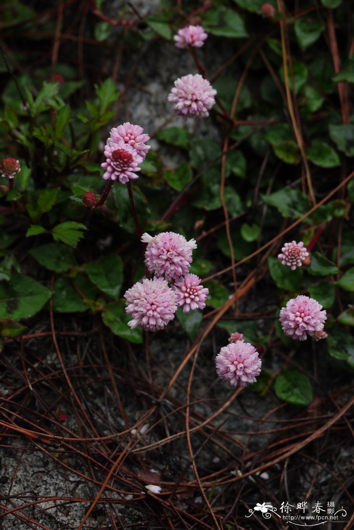 头花蓼Polygonum capitatum 头花蓼Polygonum capitatum