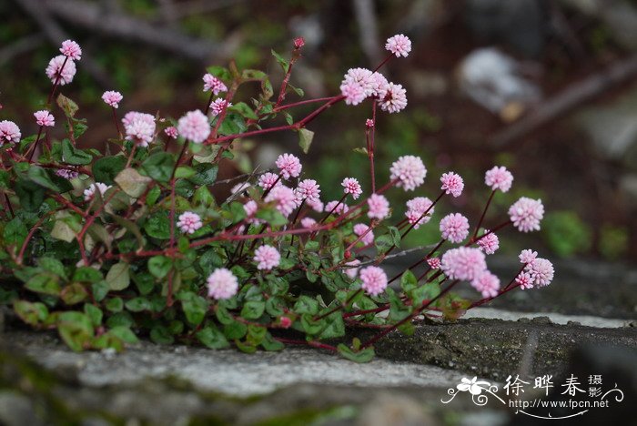 头花蓼Polygonum capitatum 头花蓼Polygonum capitatum