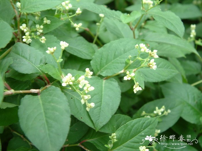 火炭母Polygonum chinense 火炭母Polygonum chinense