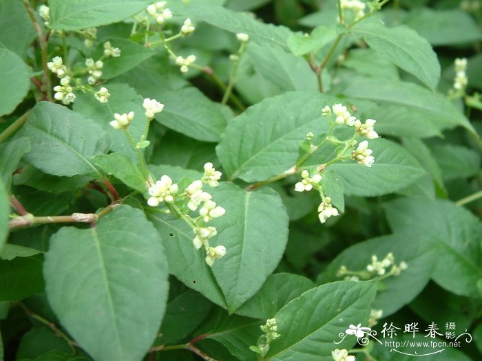 火炭母Polygonum chinense