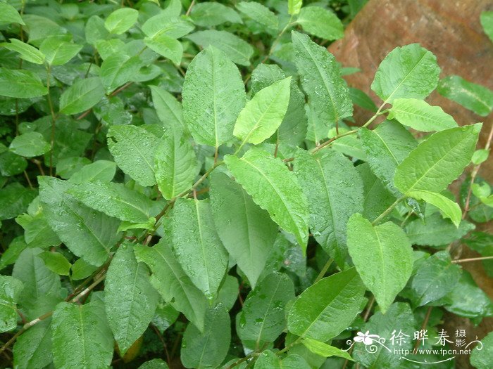 火炭母Polygonum chinense