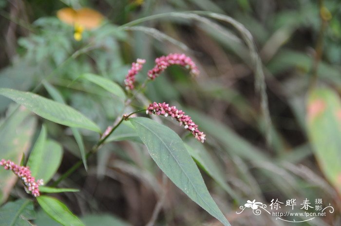 酸模叶蓼Polygonum lapathifolium 酸模叶蓼Polygonum lapathifolium