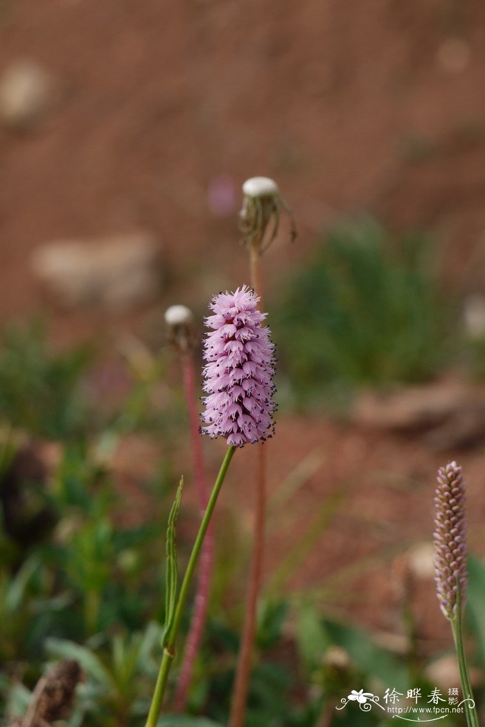 圆穗蓼Polygonum macrophyllum