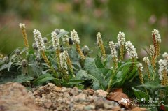 珠芽蓼Polygonum viviparum