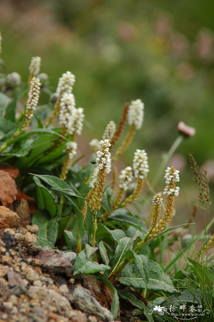 珠芽蓼Polygonum viviparum 珠芽蓼Polygonum viviparum