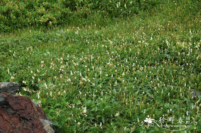 珠芽蓼Polygonum viviparum 珠芽蓼Polygonum viviparum