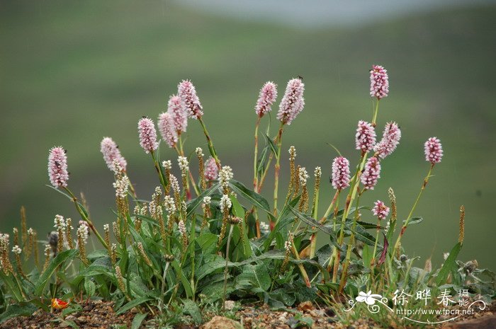 倒根蓼Polygonum ochotense 倒根蓼Polygonum ochotense