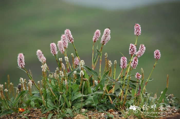 倒根蓼Polygonum ochotense