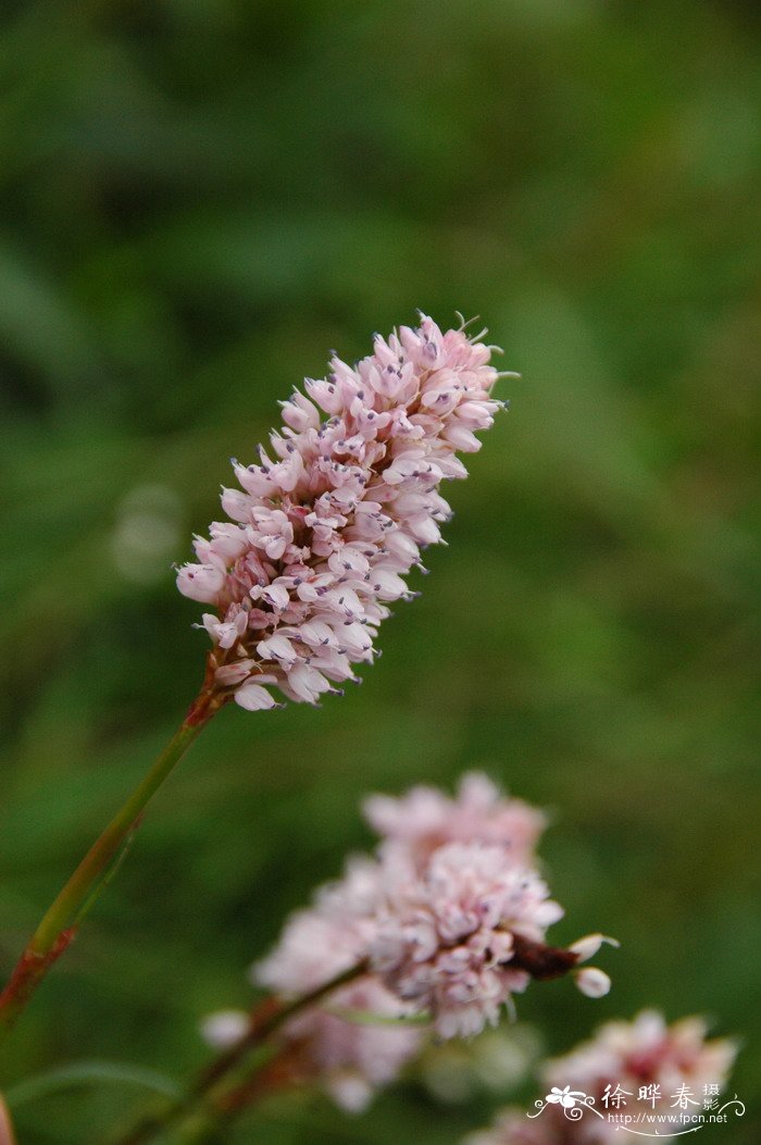 倒根蓼Polygonum ochotense 倒根蓼Polygonum ochotense