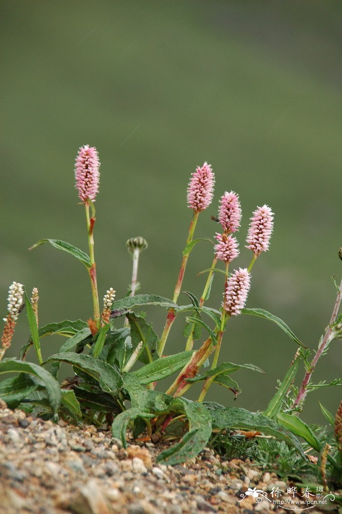 倒根蓼Polygonum ochotense 倒根蓼Polygonum ochotense