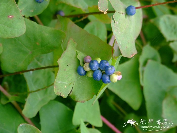 杠板归Polygonum perfoliatum 杠板归Polygonum perfoliatum