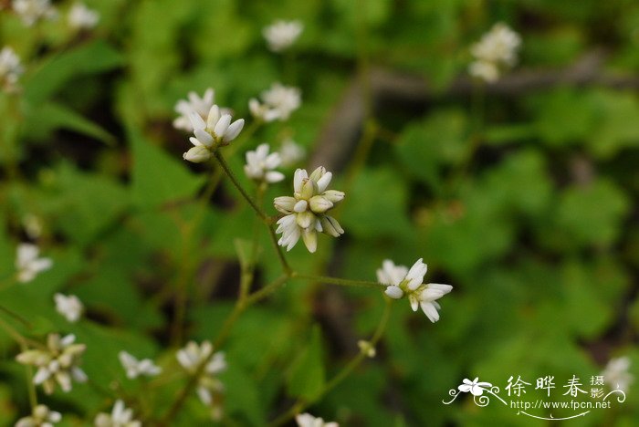 杠板归Polygonum perfoliatum