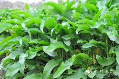 羊蹄Rumex japonicus