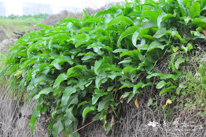 羊蹄Rumex japonicus 羊蹄Rumex japonicus