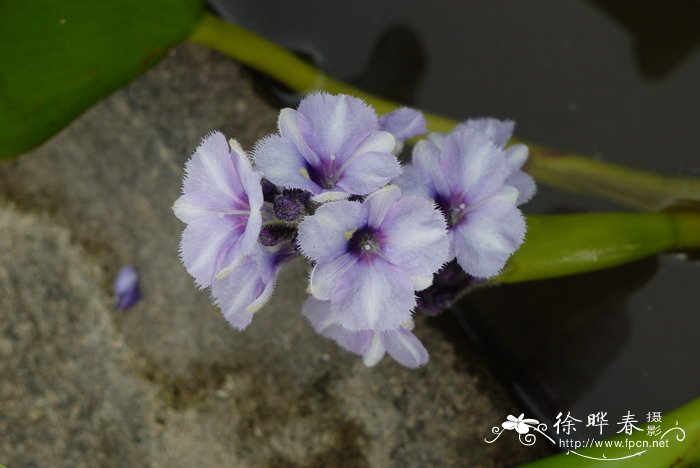 天蓝凤眼莲Eichhornia azurea 天蓝凤眼莲Eichhornia azurea